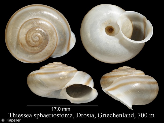 Thiessea sphaeriostoma Thiessea sphaeriostoma