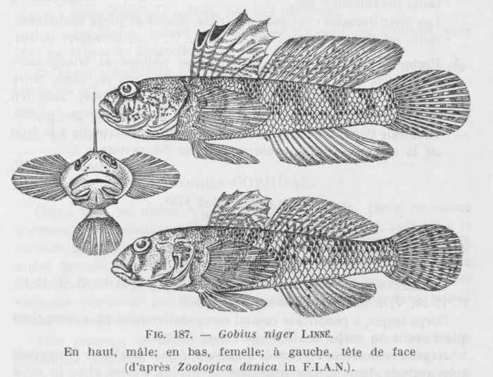 Poll (1947, fig. 187) Poll (1947, fig. 187)