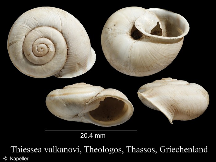 Thiessea valkanovi Thiessea valkanovi