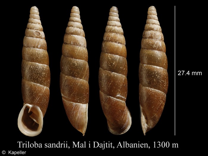 Triloba sandrii Triloba sandrii
