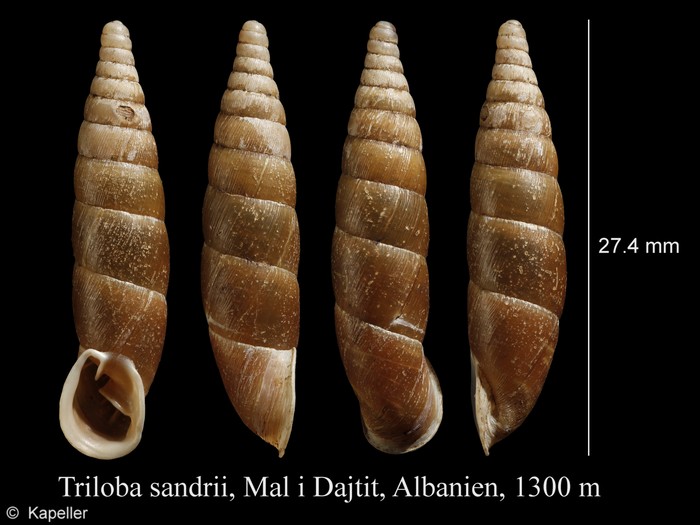 Triloba sandrii