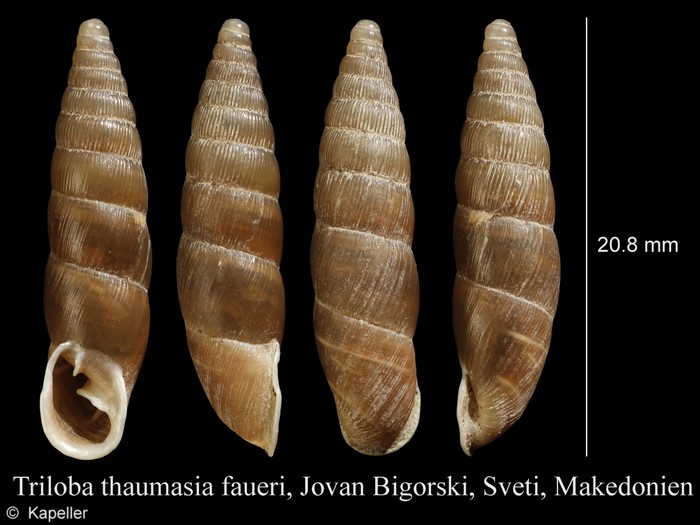 Triloba thaumasia