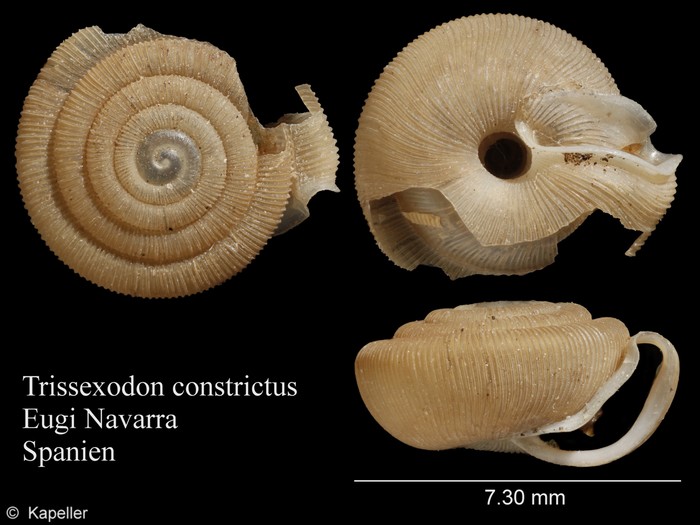 Trissexodon constrictus