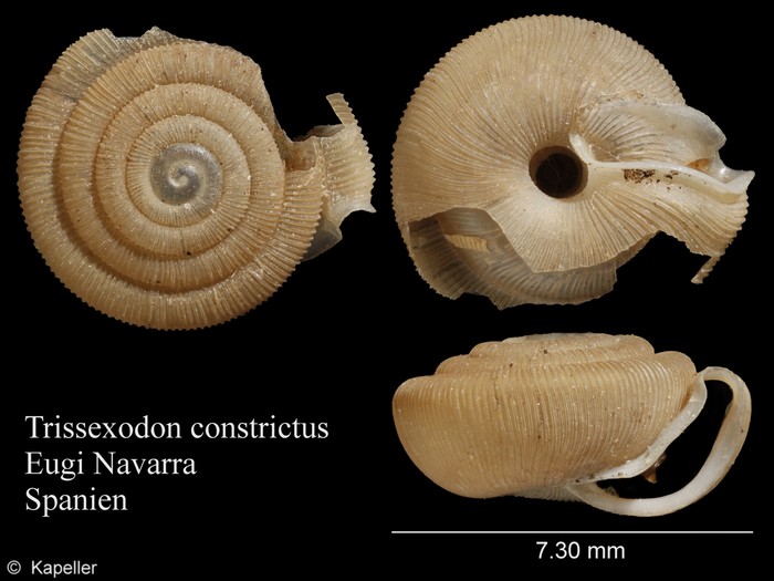 Trissexodon constrictus Trissexodon constrictus