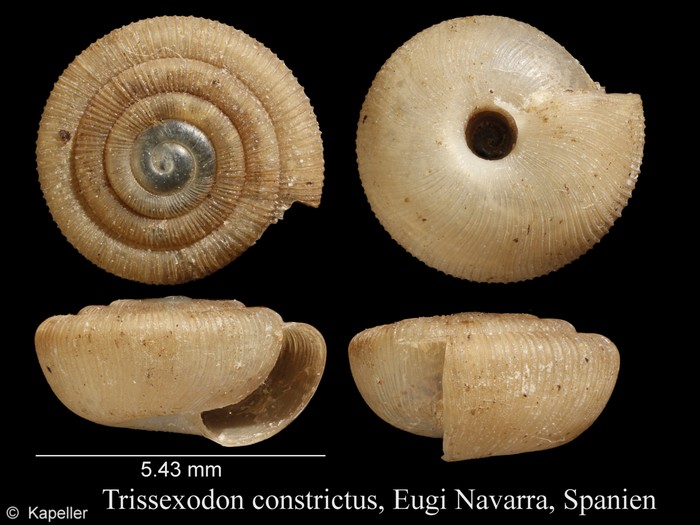 Trissexodon constrictus Trissexodon constrictus