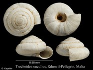 Trochoidea cucullus