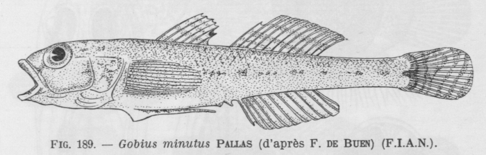Poll (1947, fig. 189) Poll (1947, fig. 189)
