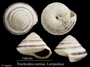 Trochoidea cumiae