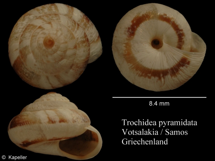 Trochoidea pyramidata