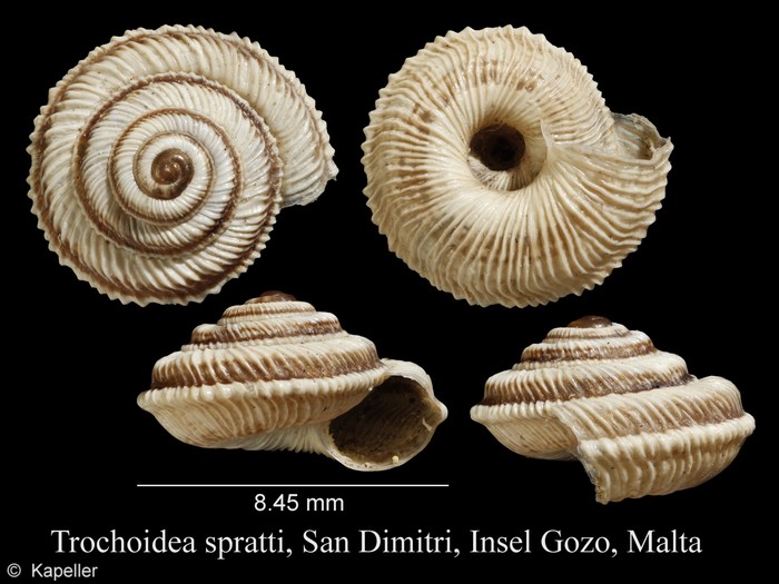 Trochoidea spratti Trochoidea spratti