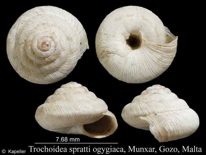Trochoidea spratti Trochoidea spratti