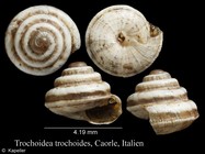 Trochoidea trochoides