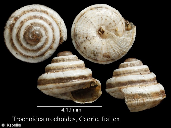 Trochoidea trochoides Trochoidea trochoides