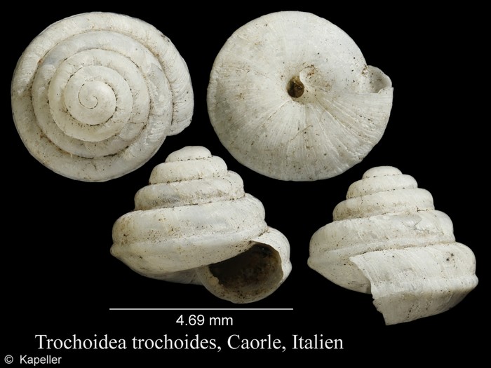 Trochoidea trochoides Trochoidea trochoides