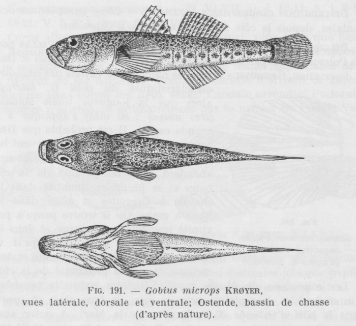 Poll (1947, fig. 191) Poll (1947, fig. 191)