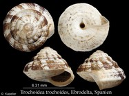 Trochoidea trochoides