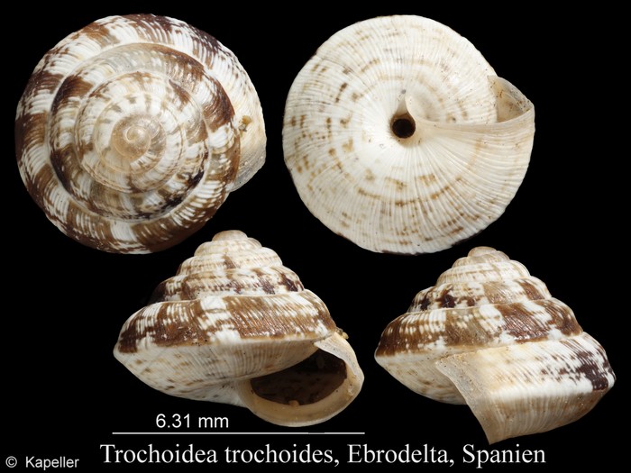 Trochoidea trochoides Trochoidea trochoides