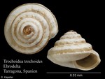 Trochoidea trochoides