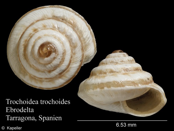 Trochoidea trochoides Trochoidea trochoides