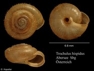 Trochulus hispidus