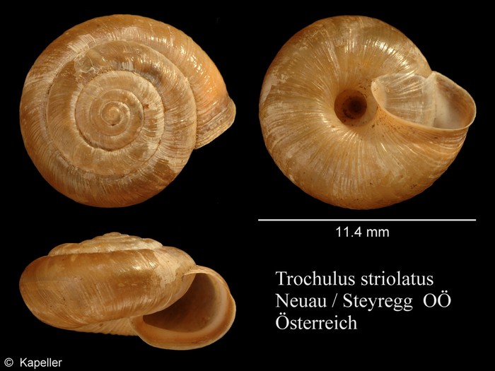 Trochulus striolatus