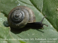 Trochulus striolatus