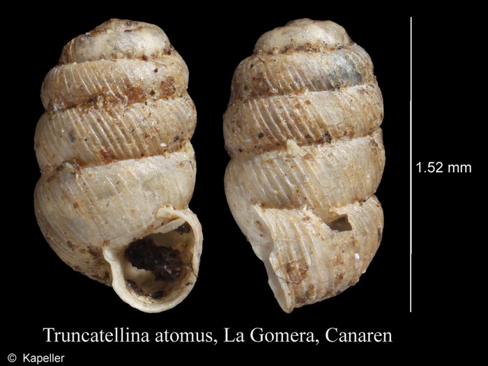 Truncatellina atomus Truncatellina atomus