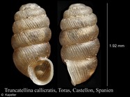 Truncatellina callicratis