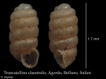 Truncatellina claustralis