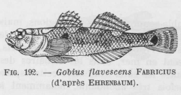 Poll (1947, fig. 192) Poll (1947, fig. 192)