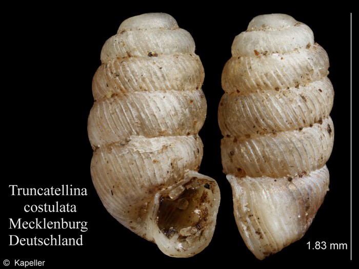 Truncatellina costulata Truncatellina costulata