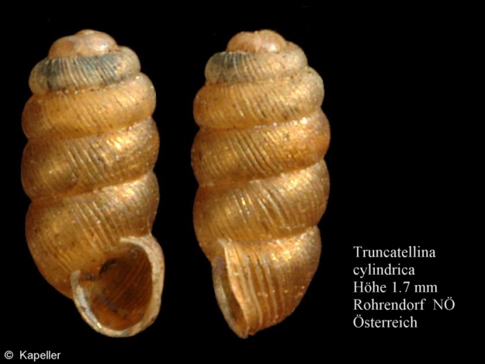Truncatellina cylindrica Truncatellina cylindrica