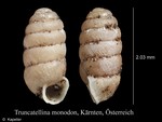 Truncatellina monodon
