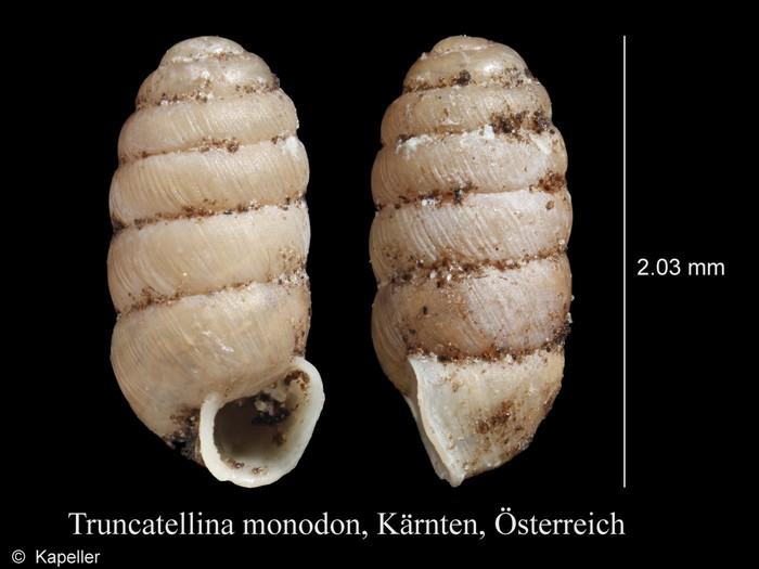 Truncatellina monodon Truncatellina monodon