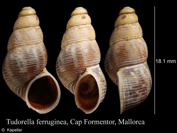 Tudorella ferruginea