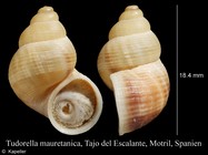 Tudorella mauretanica