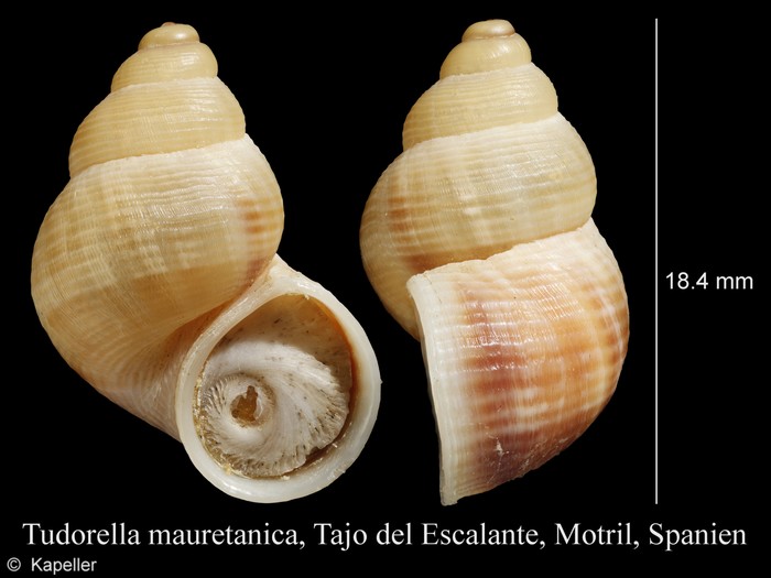Tudorella mauretanica Tudorella mauretanica