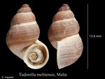 Tudorella melitensis