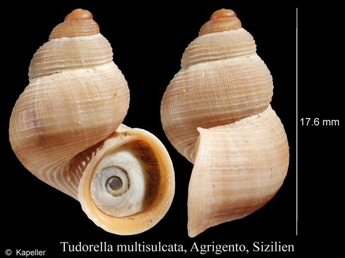 Tudorella multisulcata Tudorella multisulcata
