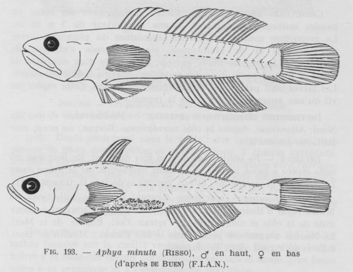 Poll (1947, fig. 193) Poll (1947, fig. 193)