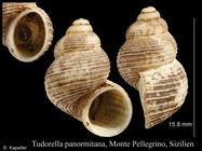 Tudorella panormitana