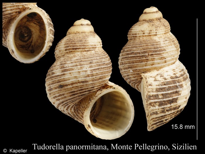 Tudorella panormitana Tudorella panormitana