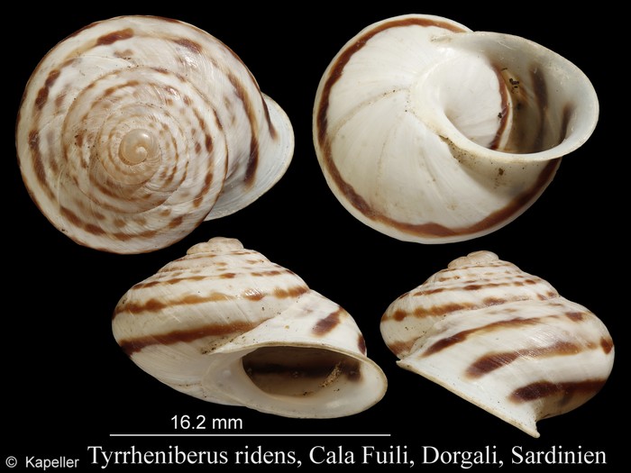 Tyrrheniberus ridens