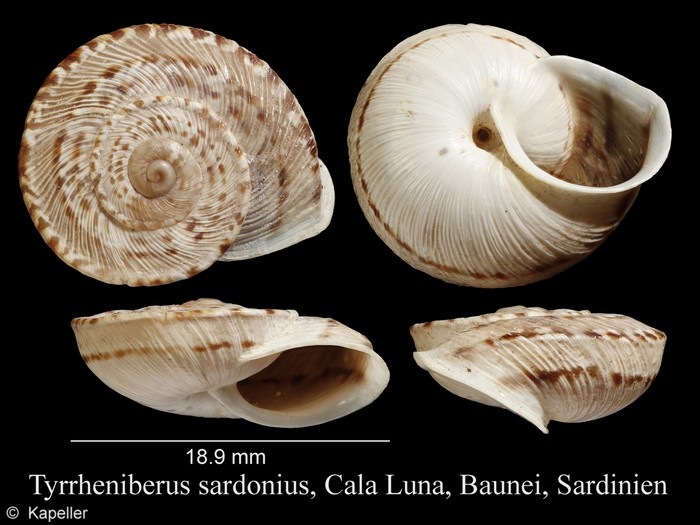 Tyrrheniberus sardonius