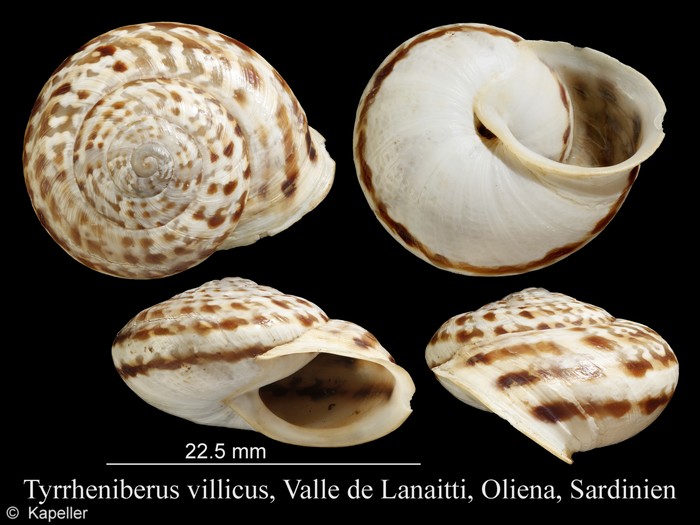 Tyrrheniberus villicus Tyrrheniberus villicus