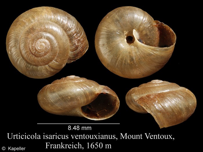 Urticicola isaricus