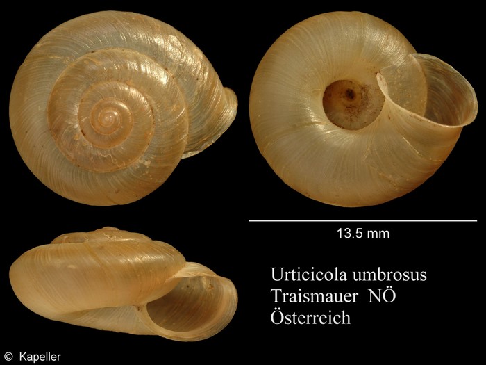 Urticicola umbrosus Urticicola umbrosus