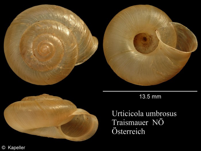 Urticicola umbrosus