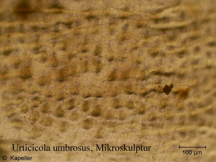 Urticicola umbrosus Urticicola umbrosus