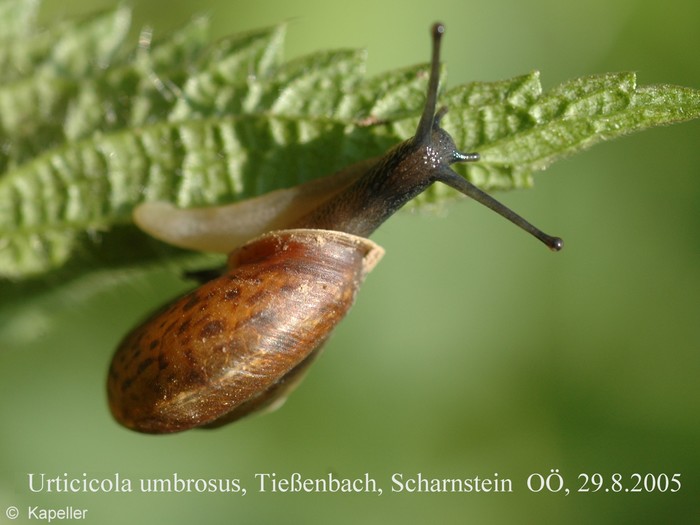 Urticicola umbrosus Urticicola umbrosus